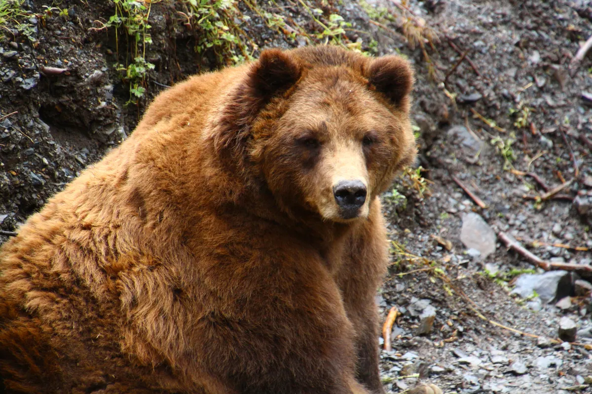 Alaska, grizzly bear photographed in the Bear Fortress in Sitka