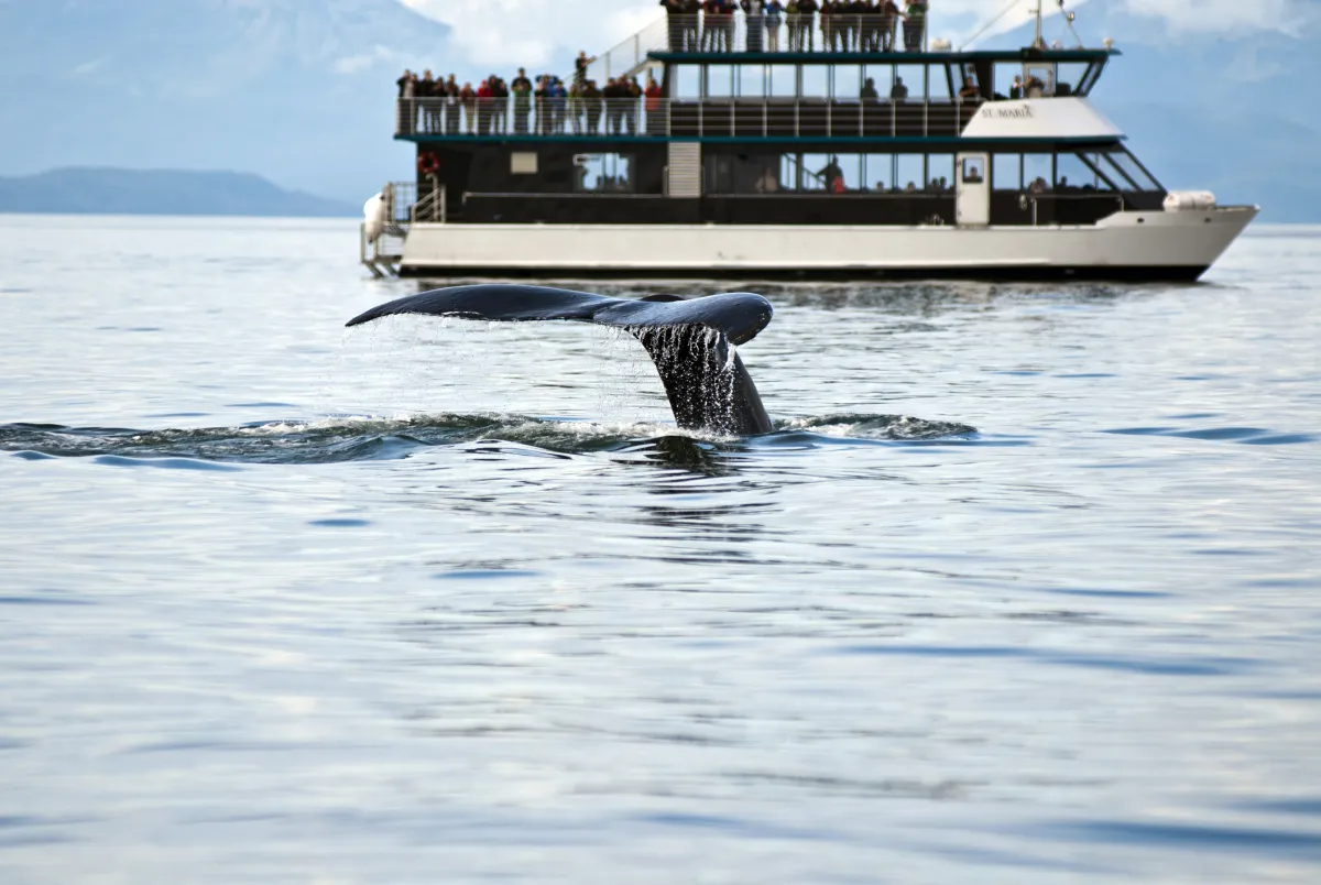 Whale watching adventure from Juneau Alaska