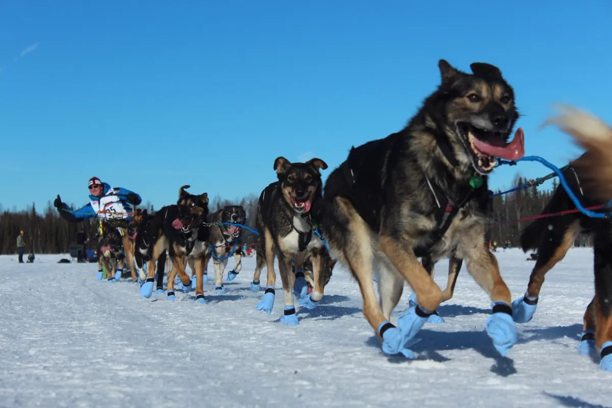 Dog Sledding