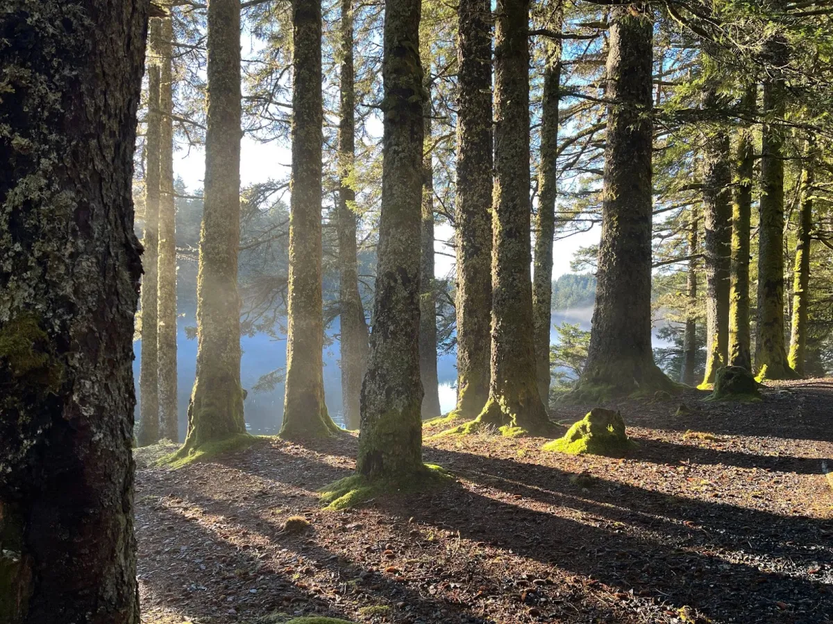 A forested path along Lake Gertrude in Abercrombie State Park on Kodiak Island 