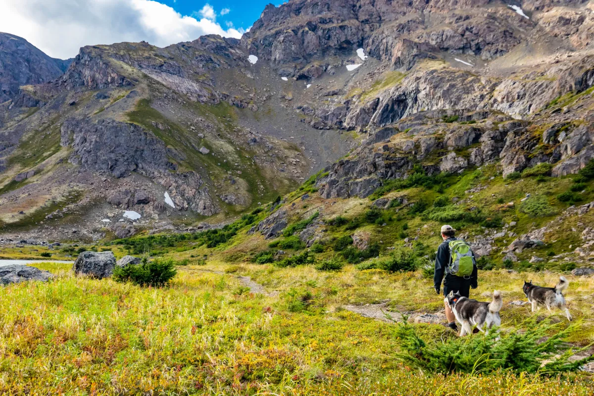 Dogs on a hike in Alaska