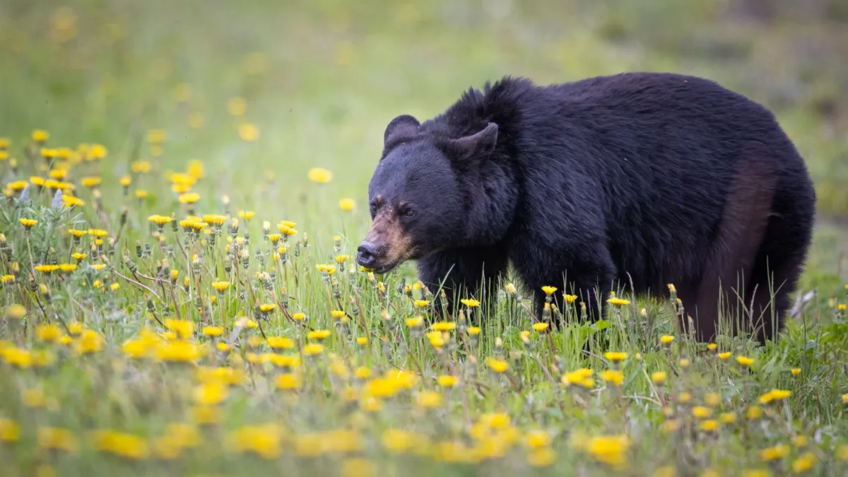 Black bear photo captured with DSLR camera