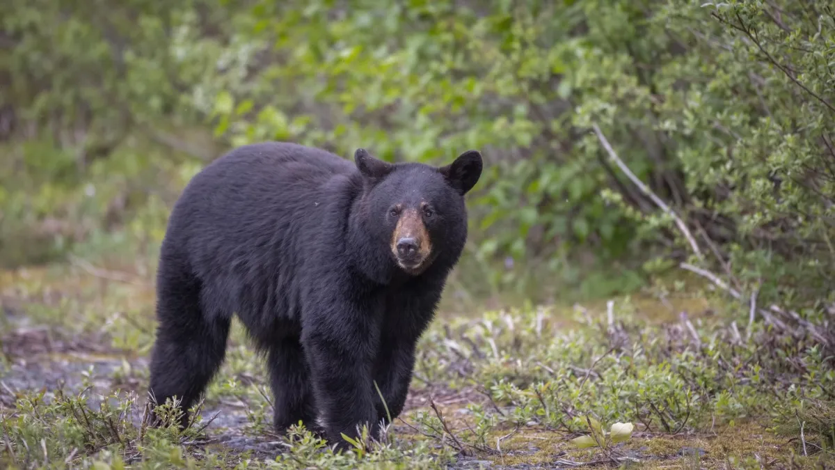 Black bear