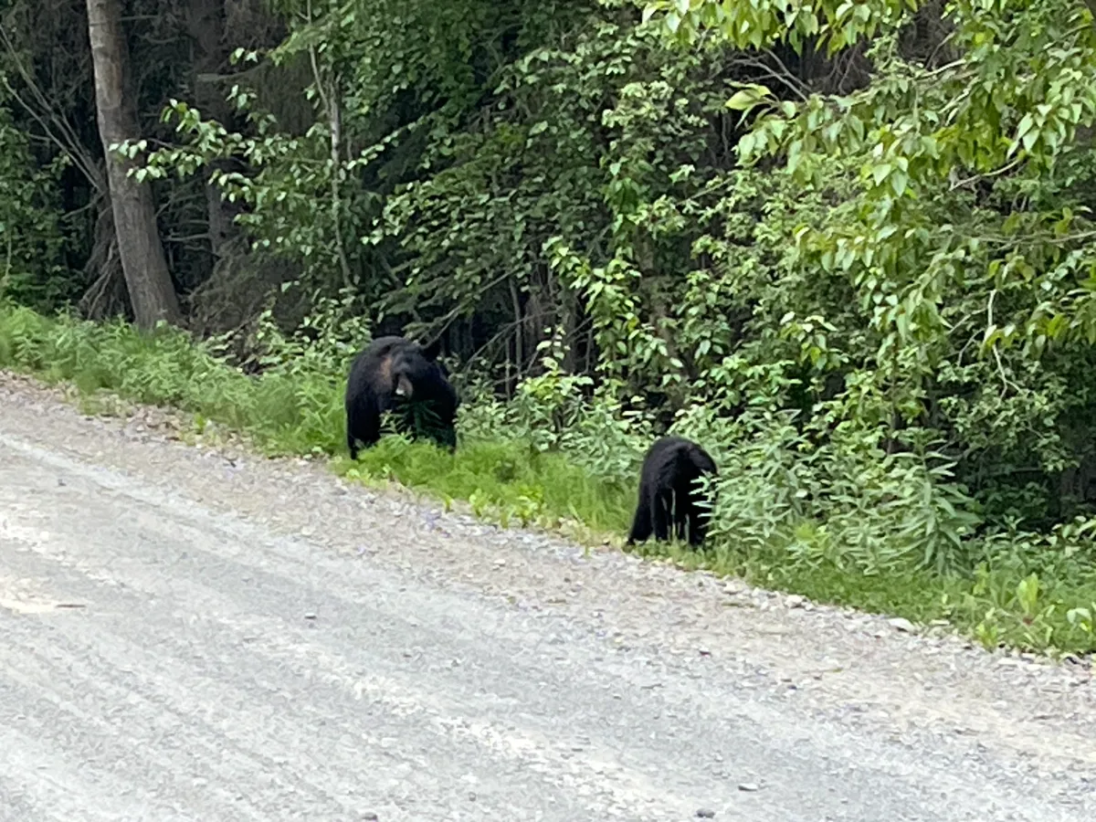 Black Bears on side of road