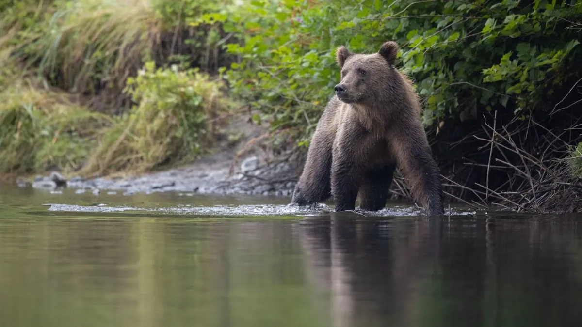 Kodiak bear