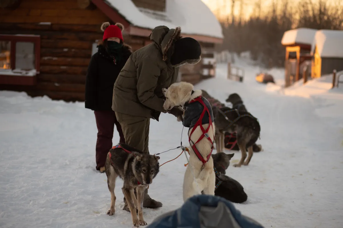 Sled dogs