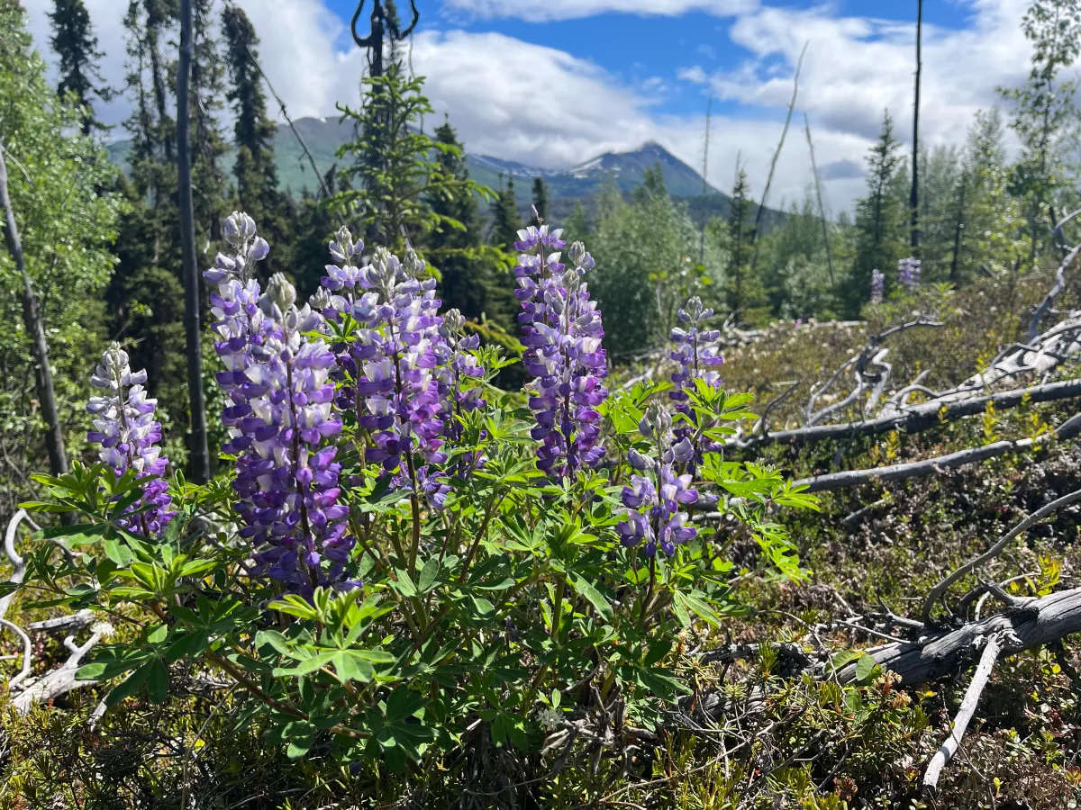 Wildflowers