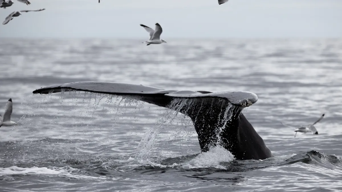 Humpback whale in Seward, Alaska