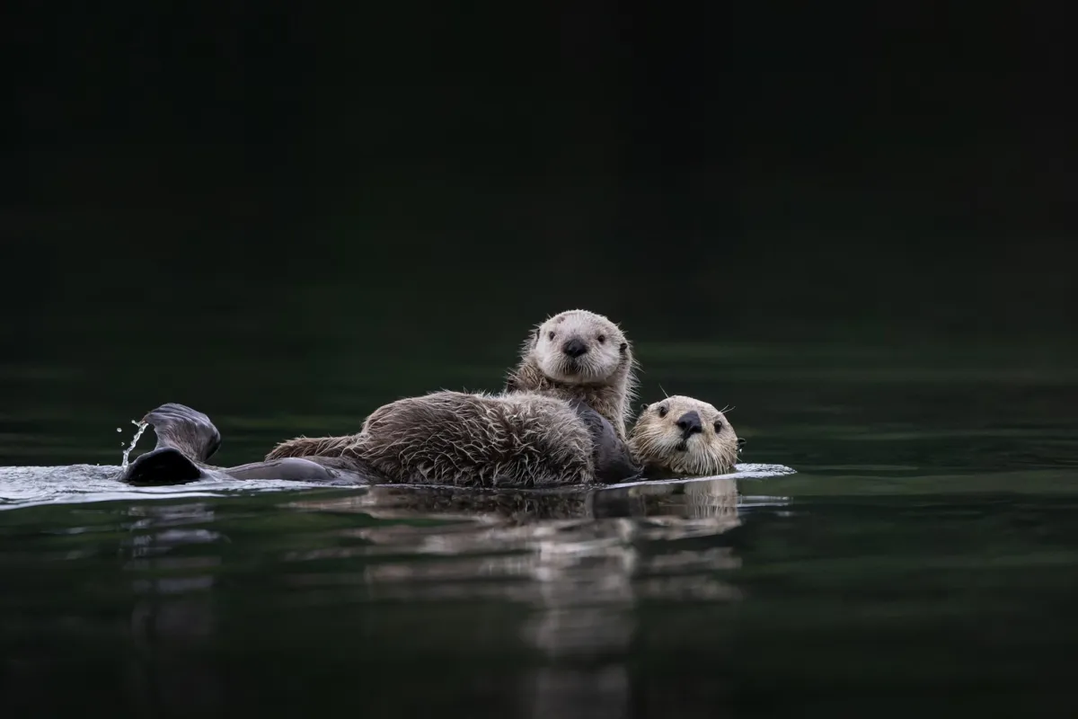 Otters