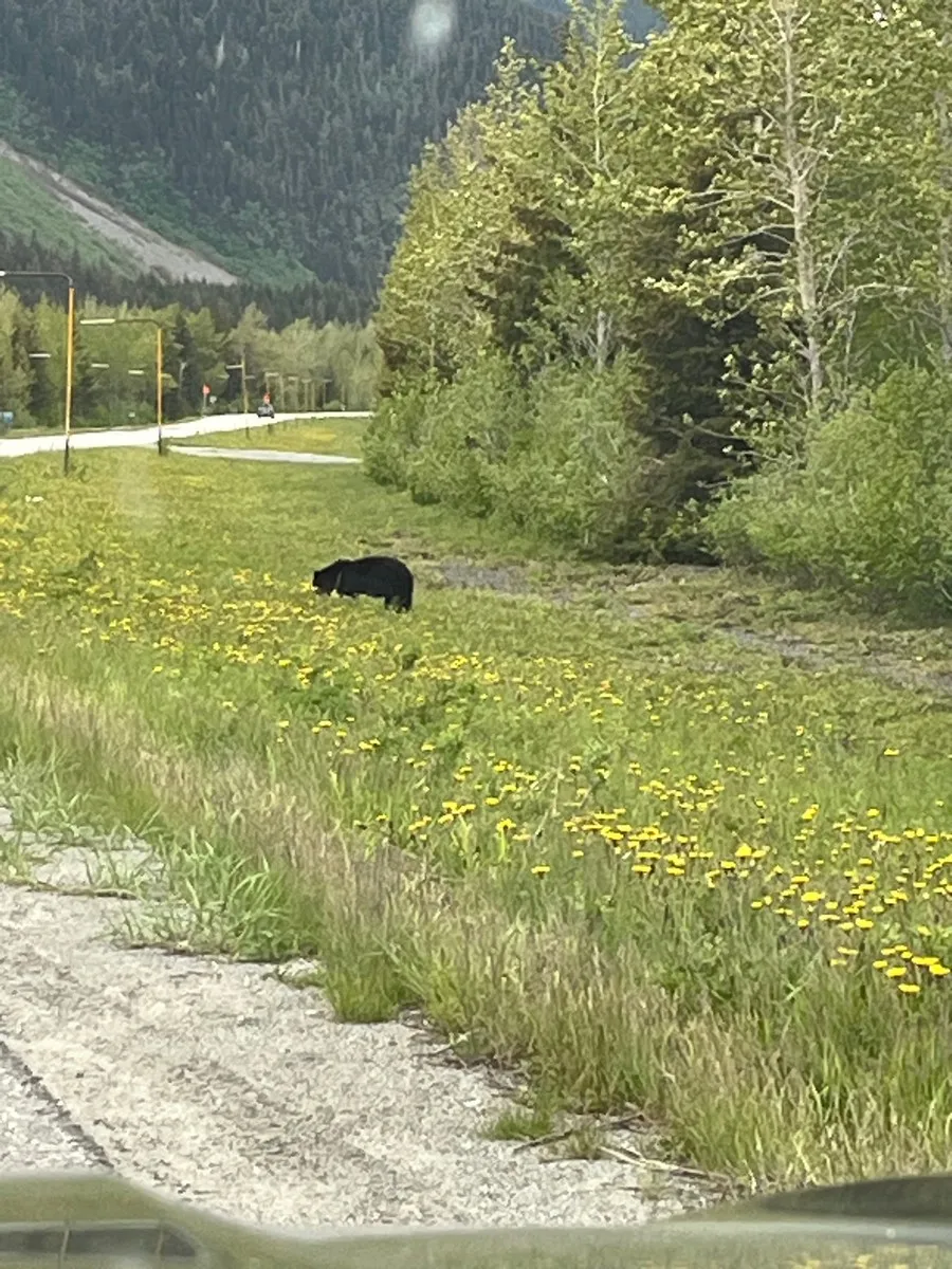Black Bear along the road in Portage Valley
