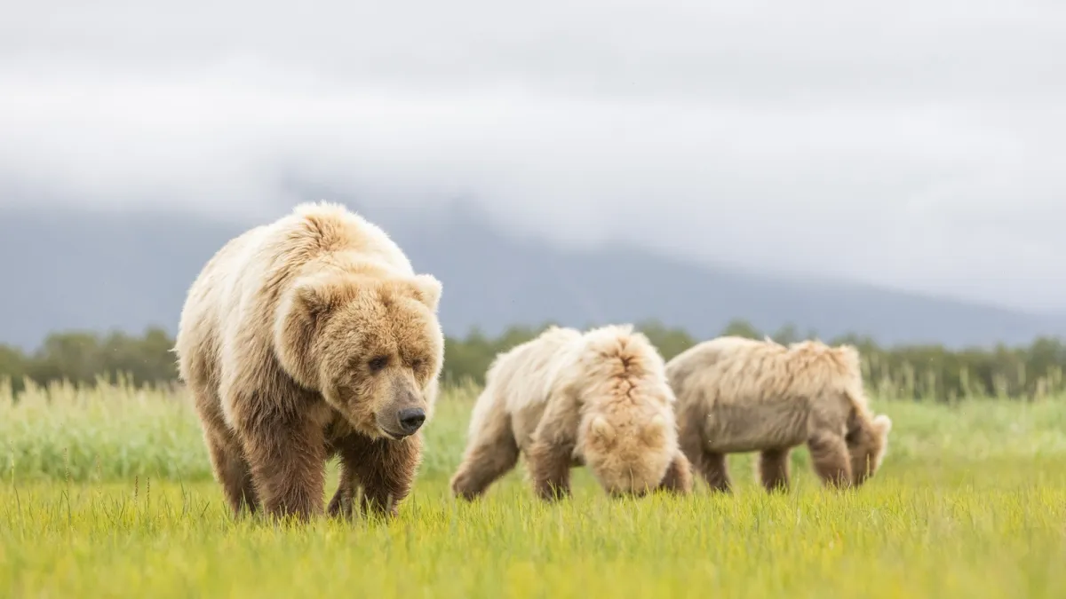 Coastal brown bears in Katmai National Park