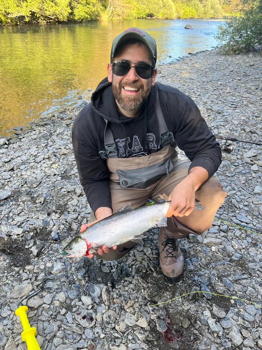 Coho (silver) salmon caught fly fishing on Kodiak Island
