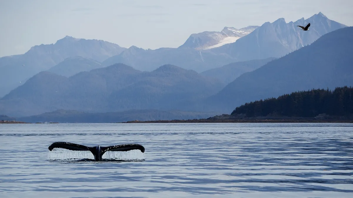 Whales Alaska