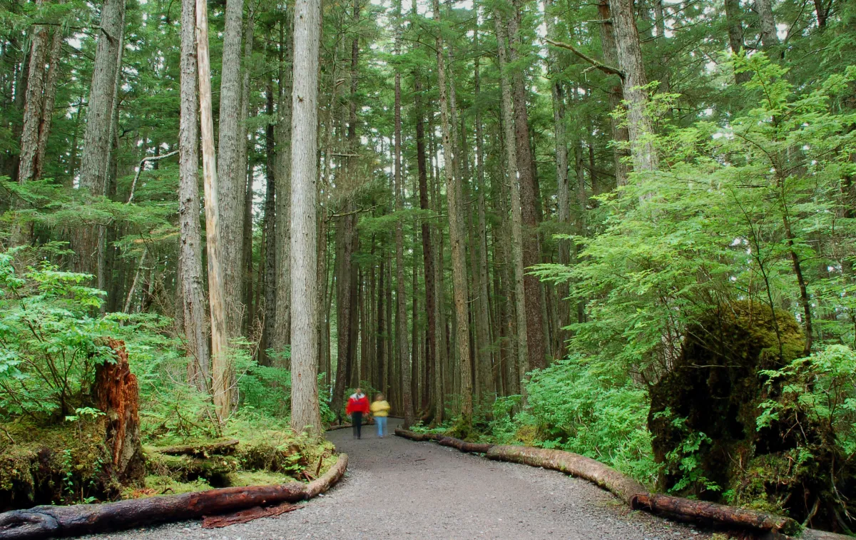 Alaska forest