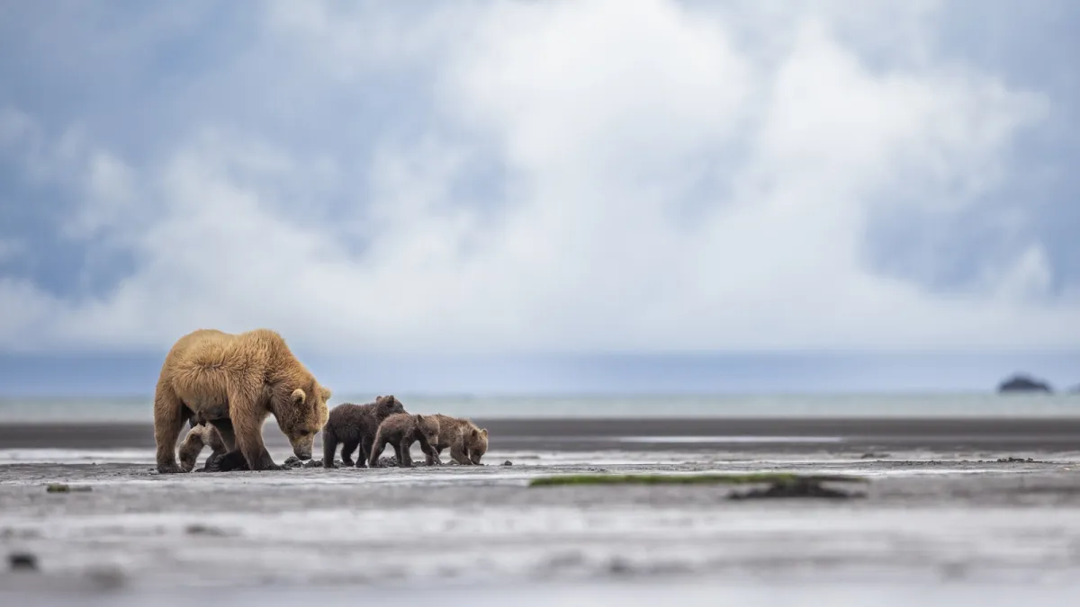 Mom and cubs eating clams in Hallo Bay