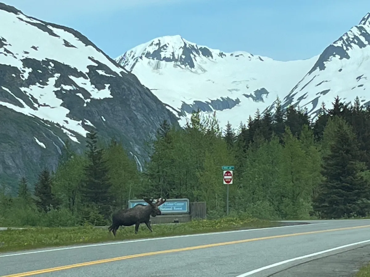 Moose in Portage Valley