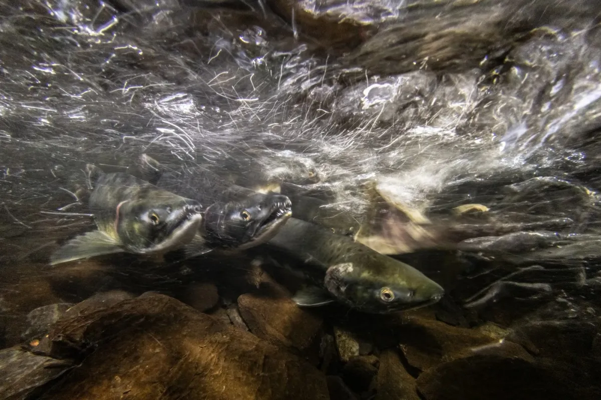 Pink salmon in a river