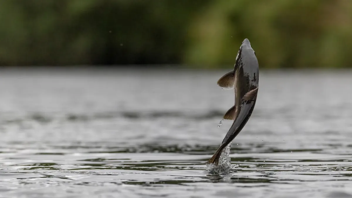 Salmon in river