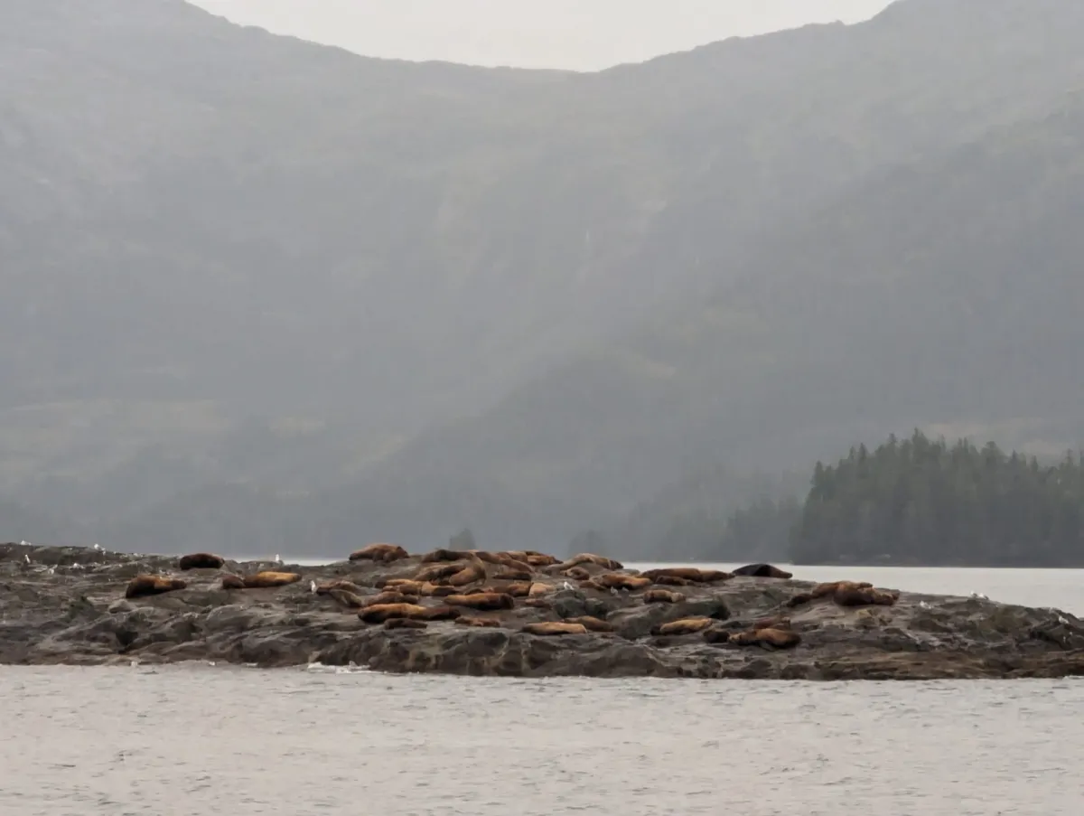 Sea Lions on the cruise