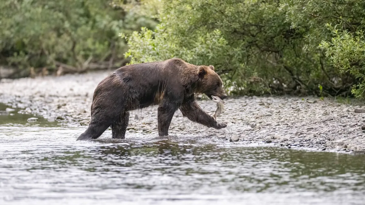 Sharing the river with bears