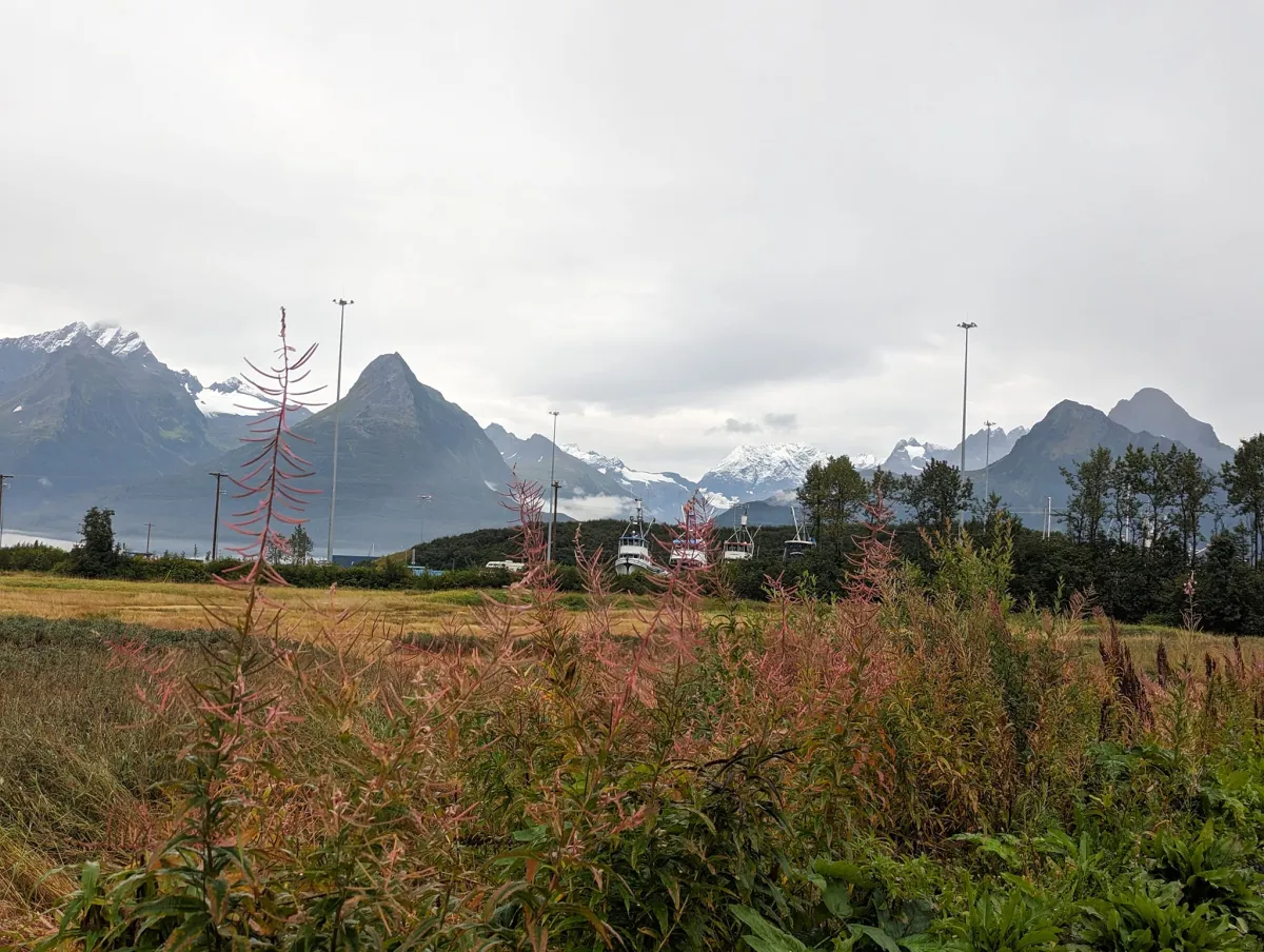 Fireweed in Valdez