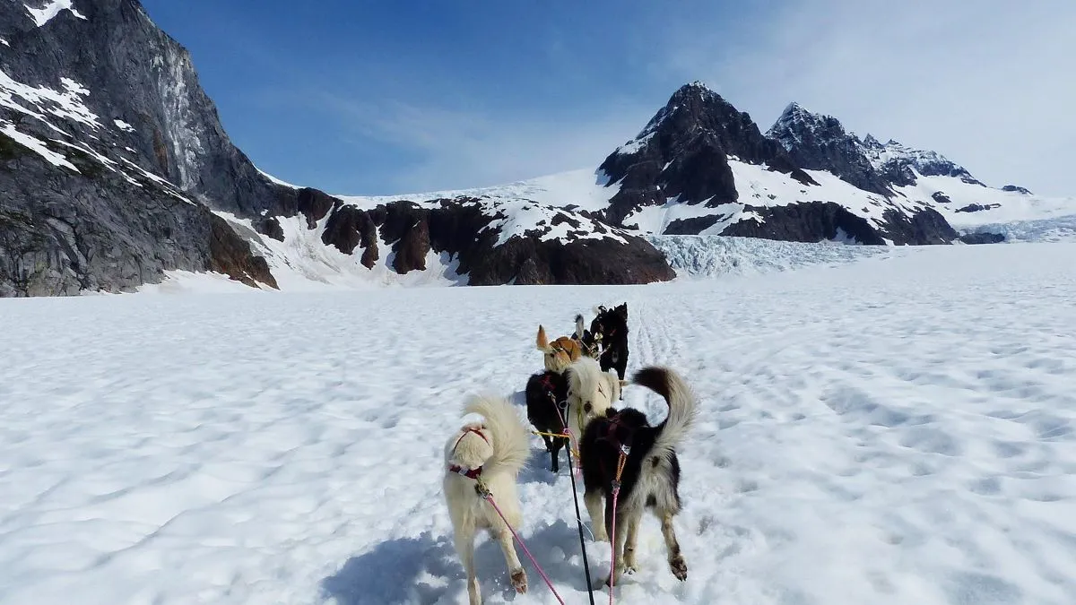 Dog sledding