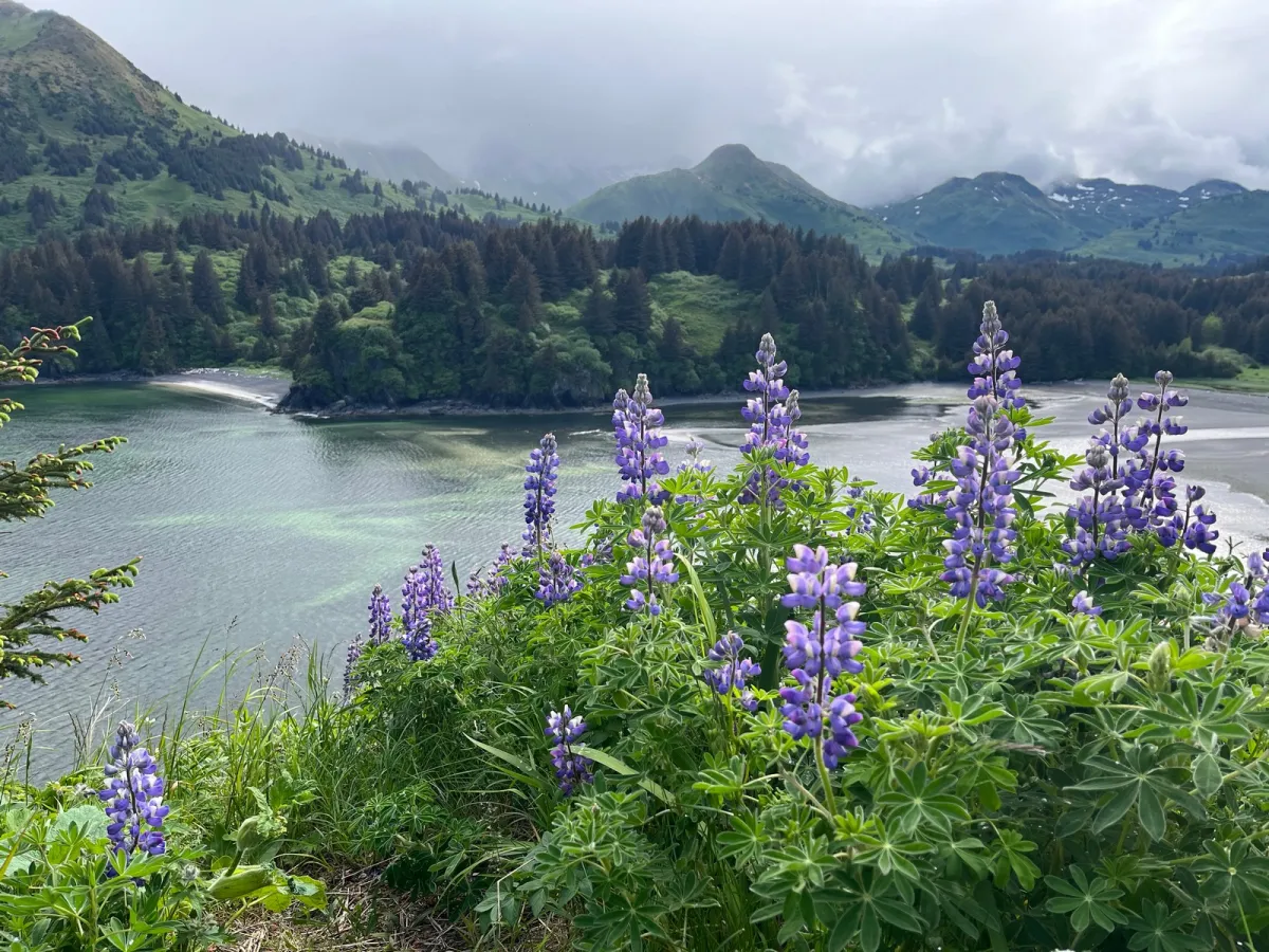 Rainy day lupine on Kodiak