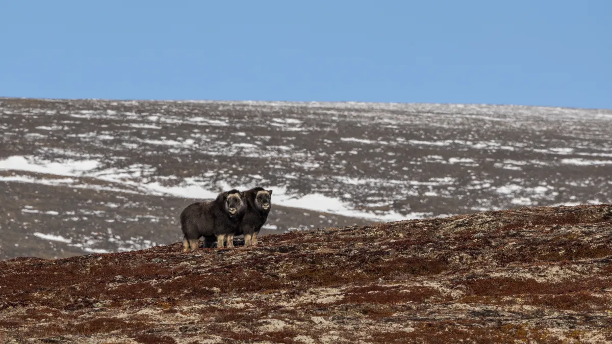 Baby musk ox