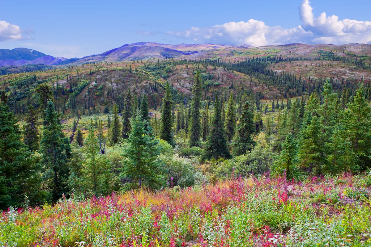 Denali national park