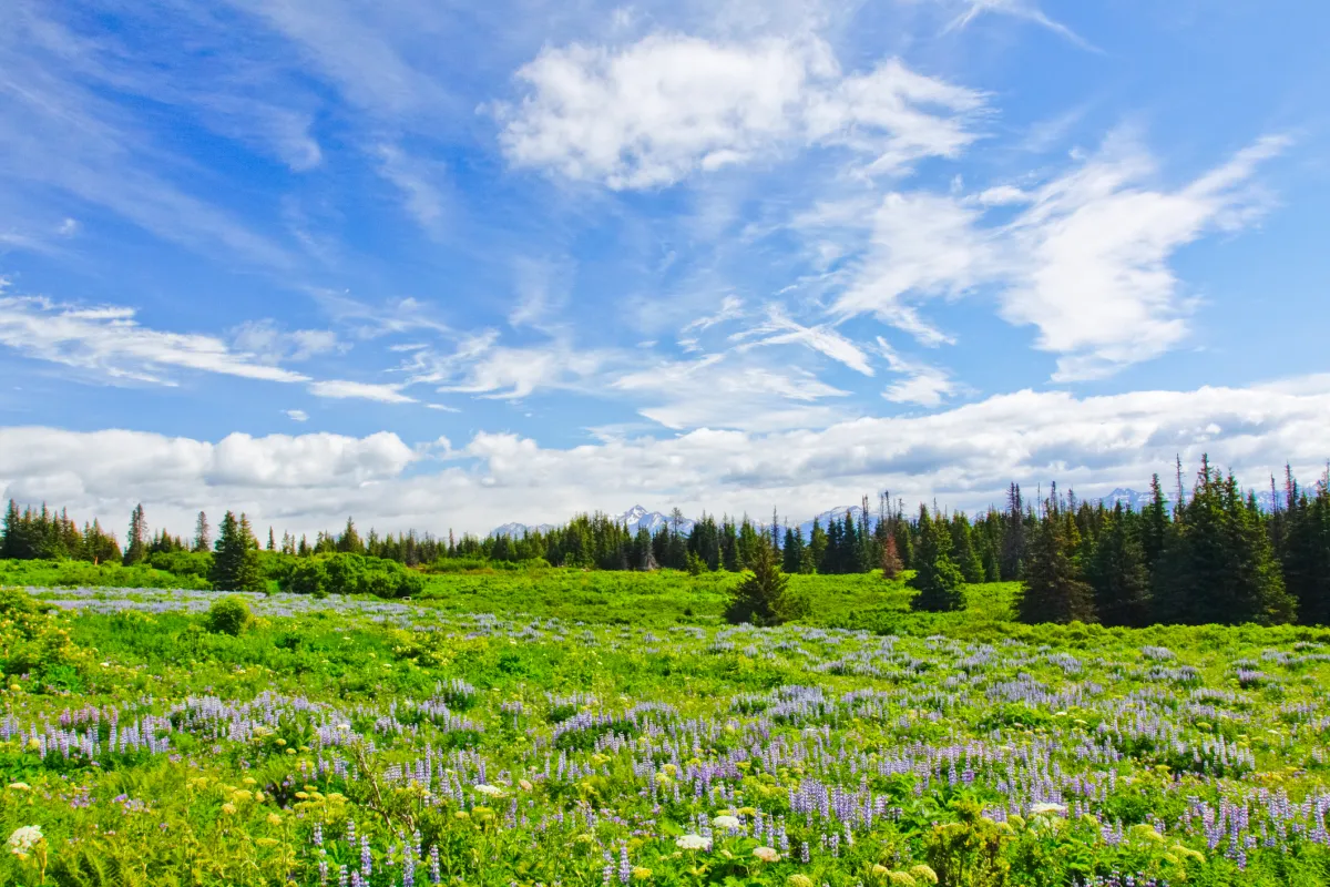 Kenai Peninsula Wildflowers