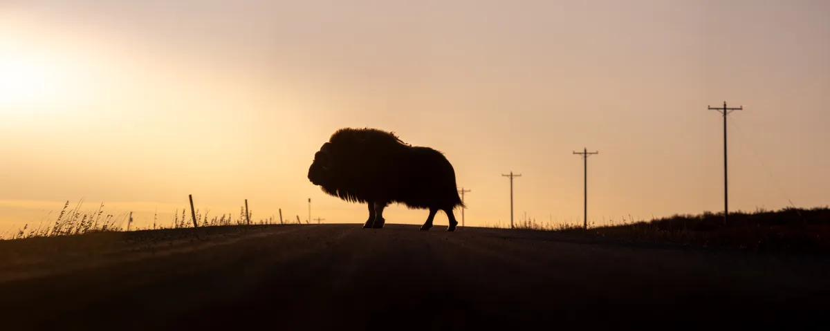 Musk ox on road