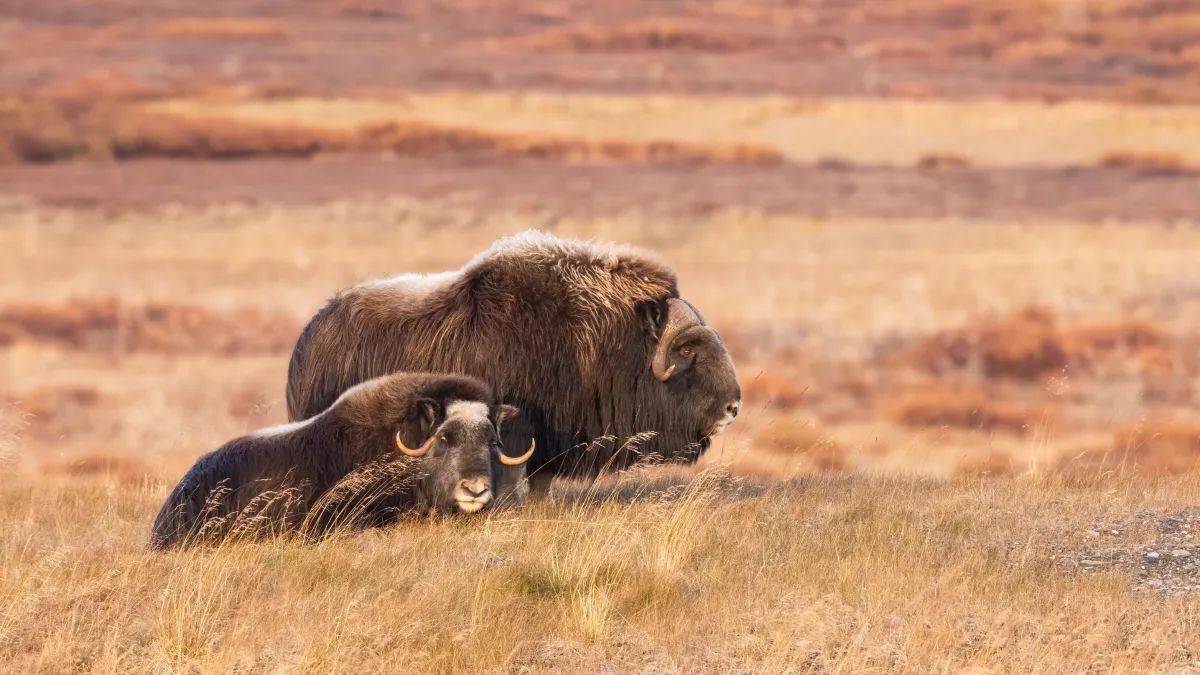 Muskox