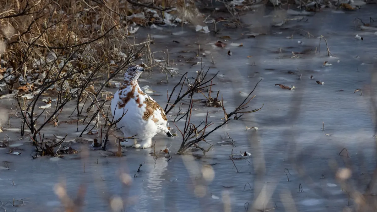 Ptarmigan