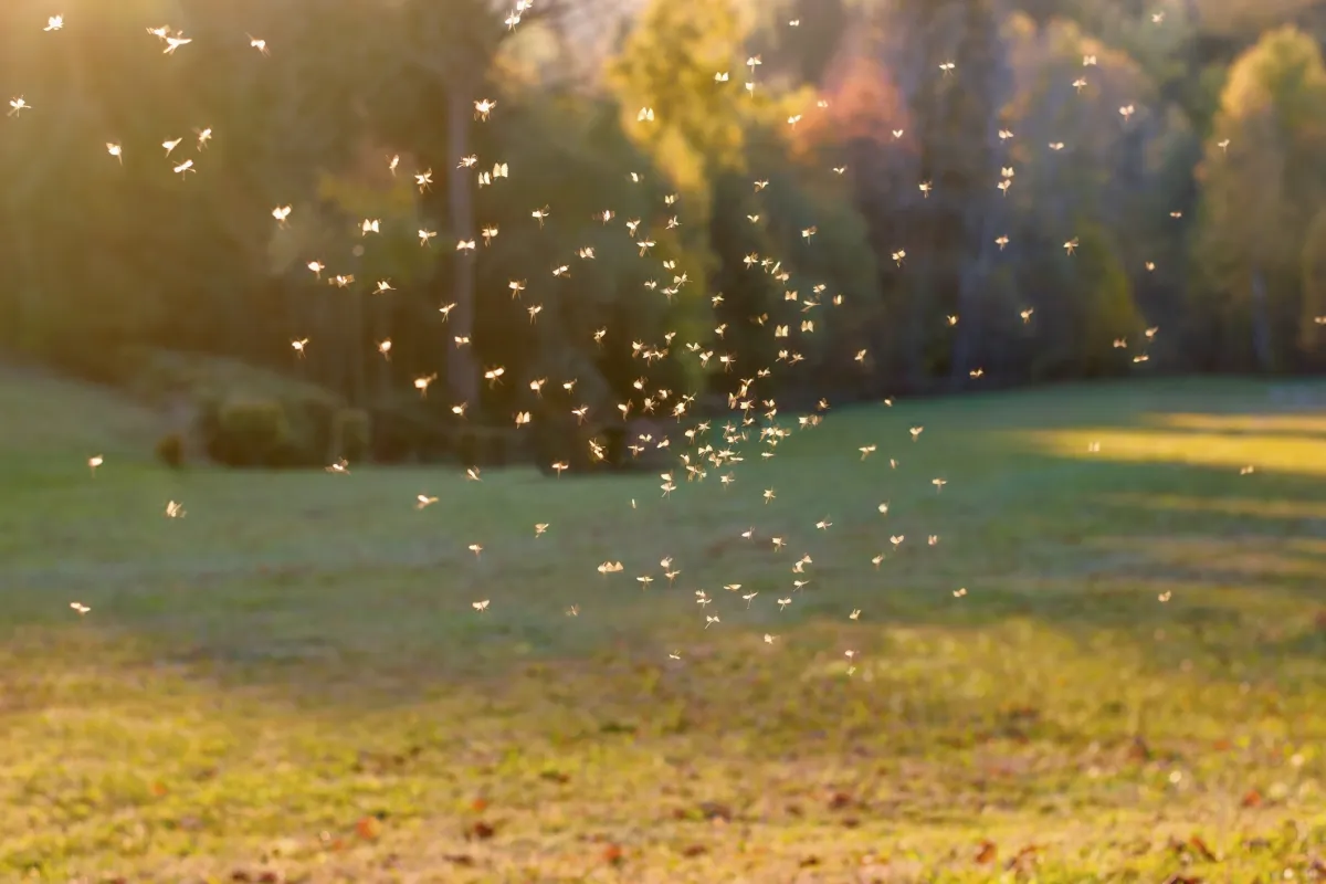 swarm of mosquitos