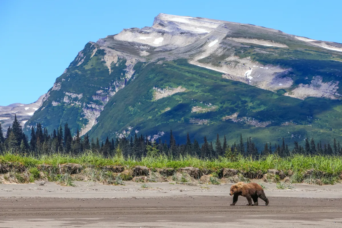 Alaska Brown Bear