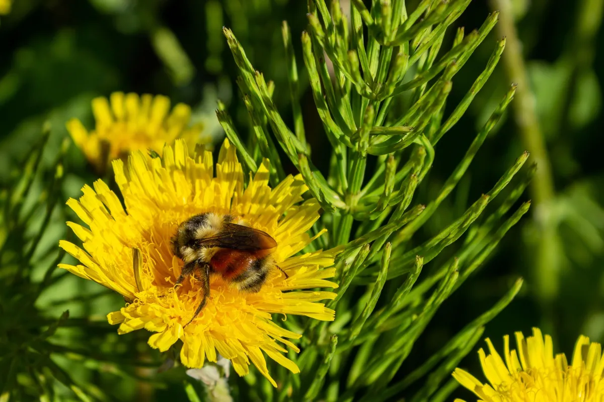 bee on the center of a yellow dandelion