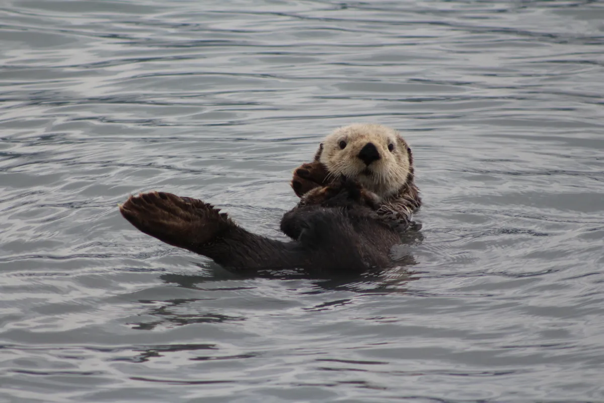 Closeup of otter swimming
