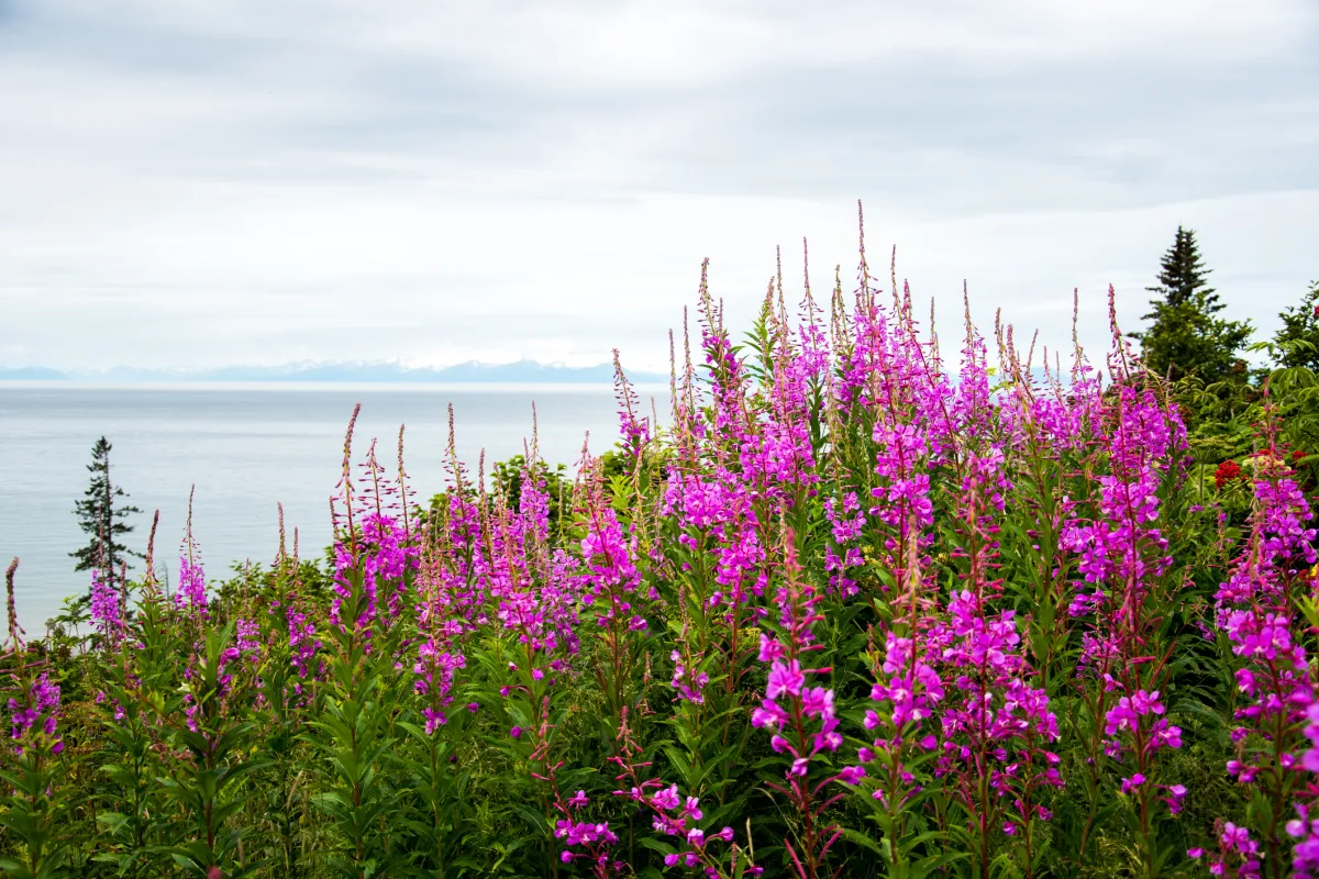 Fireweed and lake in Alaska