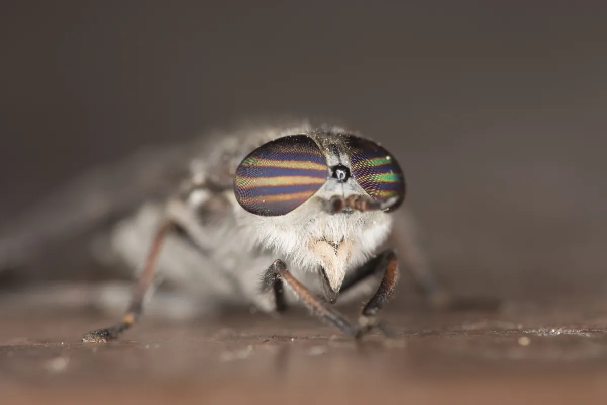 Horse Fly closeup