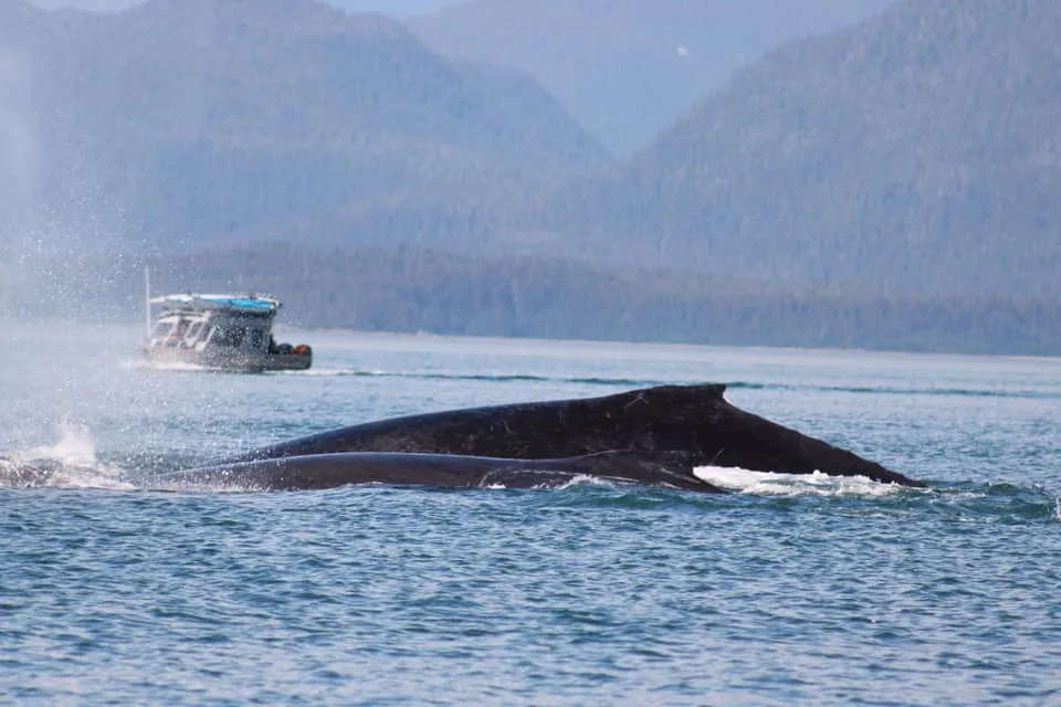 Humpback whales