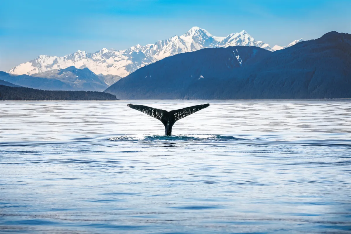 Humpback whale tail