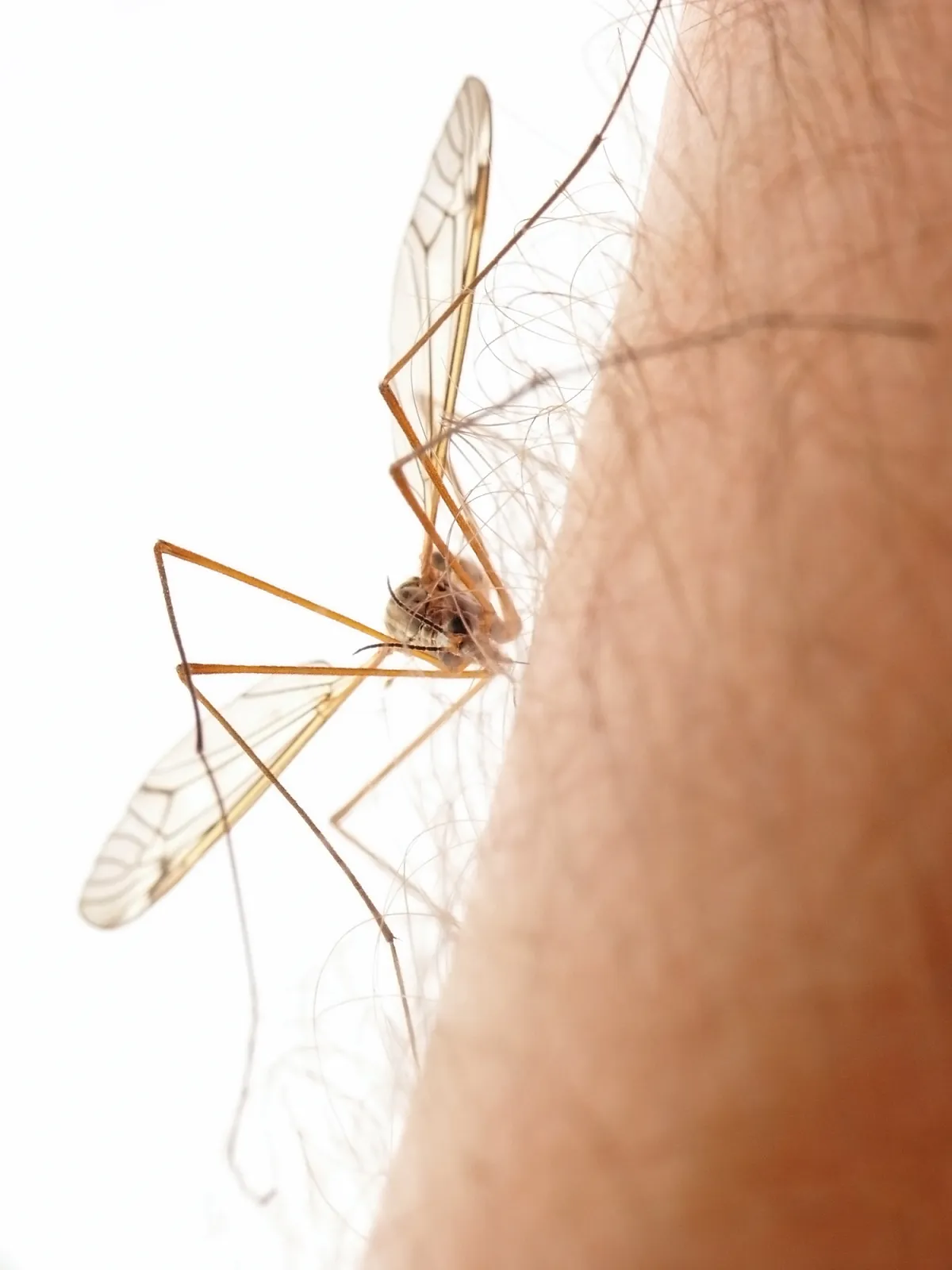 Mosquito on Man s leg