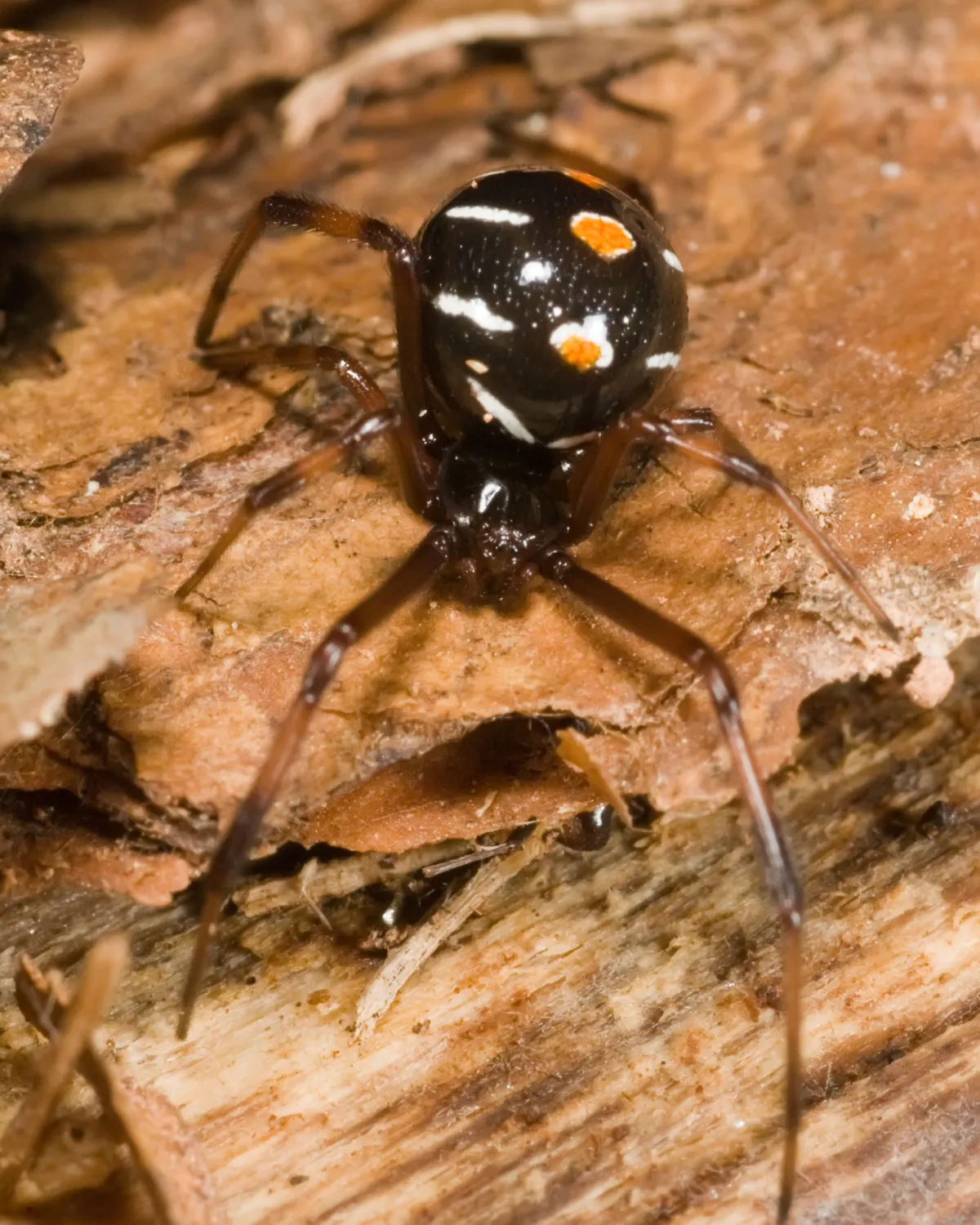 Northern Black Widow spider