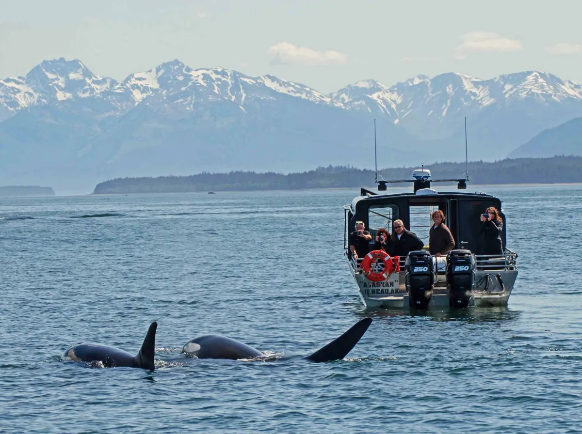 Orcas