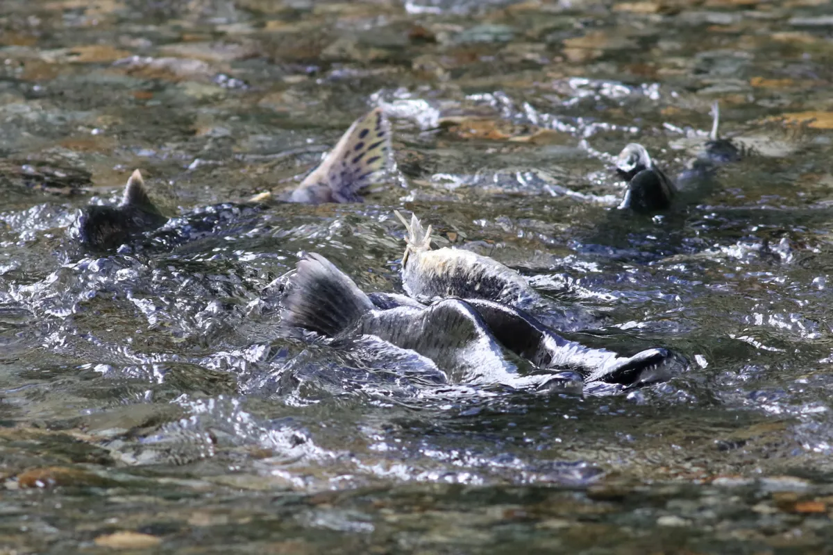 Pink Salmon spawning