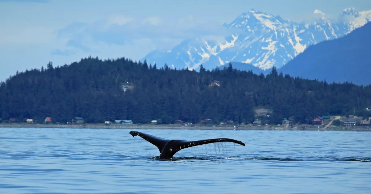 Stephens Passage in Alaska