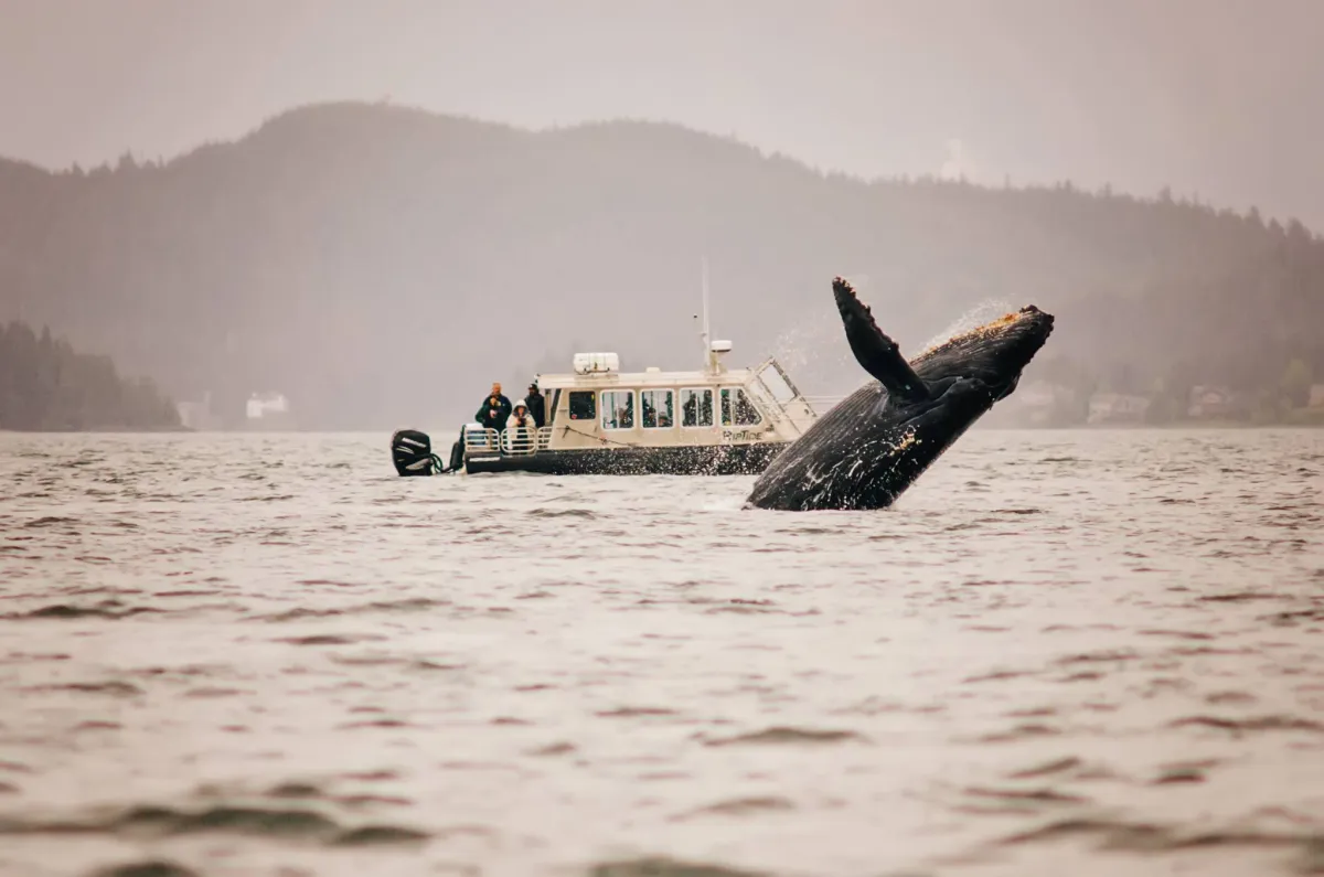 Whale watching excursion