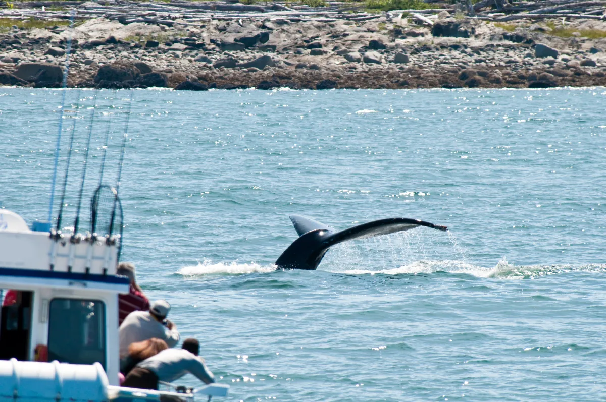 Whale watching