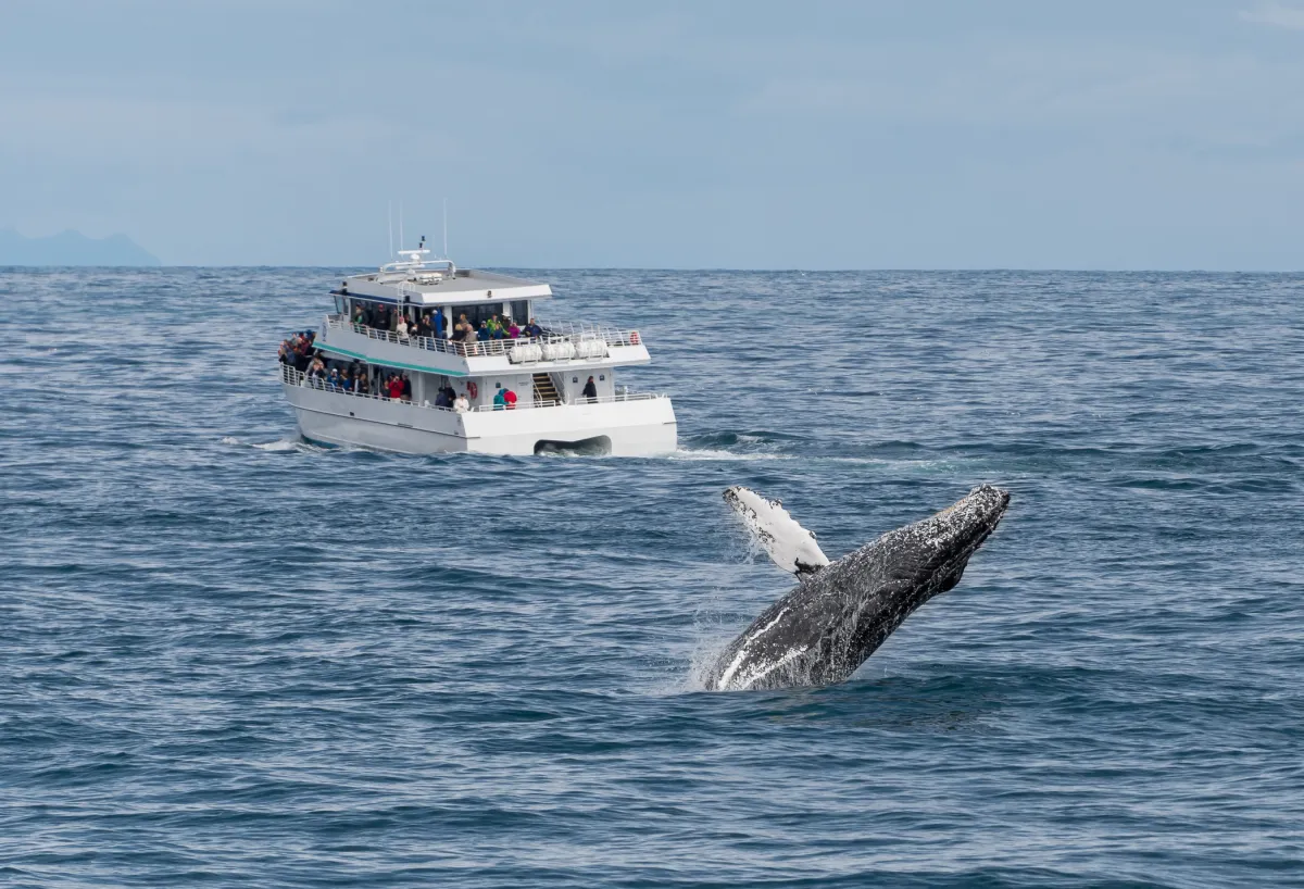 whale watching tour cruise in Kenai Fjords National Park