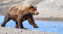 Alaska Brown Grizzly Bear